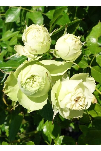 Троянда флорибунда Лавлі Грін - кулясті кремово-зелені бутони